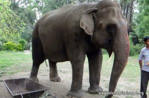 Elephant care volunteer in Saurahamm chitwan, Ne