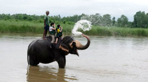 Volunteer with Elephants Chitwan Nepal